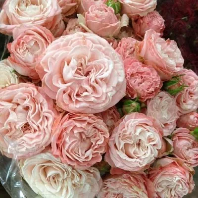 Саженцы роз МАДАМ БОМБАСТИК спрей  Саженцы роз МАДАМ БОМБАСТИК спрей в Челябинске