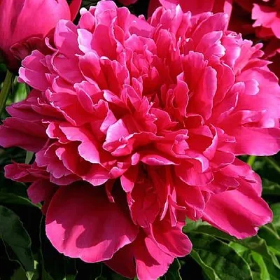 Пион ВИКТУАР ДЕ ЛА МАРН травянистый  Пион ВИКТУАР ДЕ ЛА МАРН травянистый в Челябинске