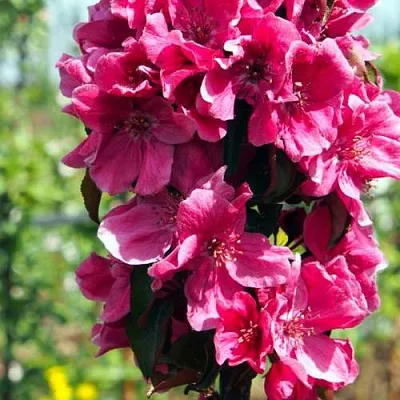 Яблоня МАЛИНОВОЕ ОЖЕРЕЛЬЕ колонновидная  Яблоня МАЛИНОВОЕ ОЖЕРЕЛЬЕ колонновидная в Челябинске