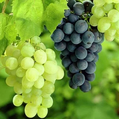 Столовый в Челябинске