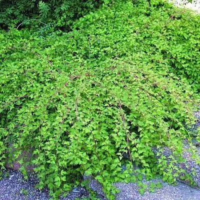 Стефанандра в Челябинске