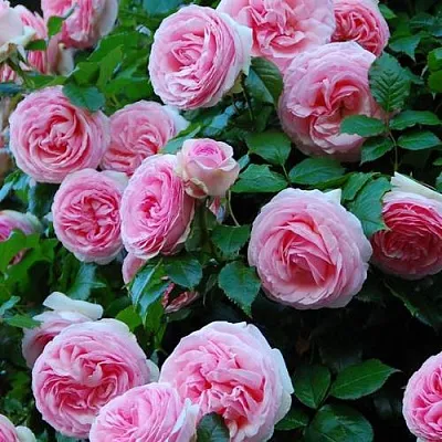 Саженцы роз ПЬЕР ДЕ РОНСАР плетистая  Саженцы роз ПЬЕР ДЕ РОНСАР плетистая в Челябинске