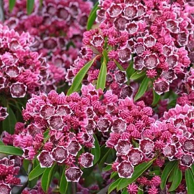 Кальмия в Челябинске