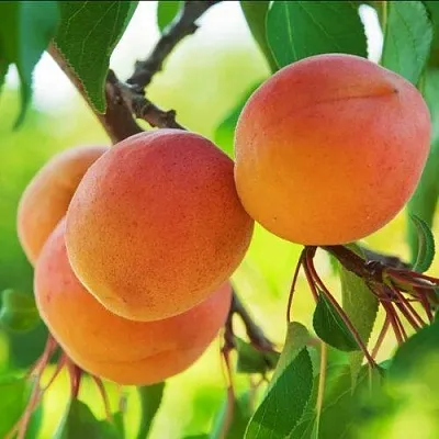 Абрикос ДЕБЮТ в Челябинске