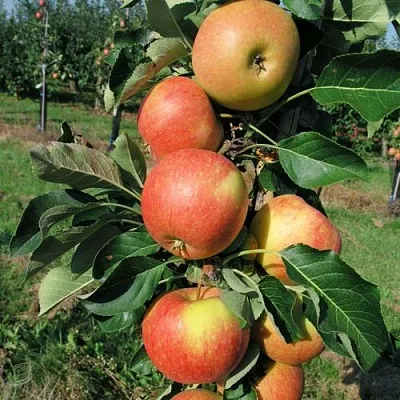Яблоня ВОСТОРГ колонновидная в Челябинске