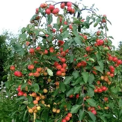 Яблоня ХЮВИНГИЕНЗИС декоративная  Яблоня ХЮВИНГИЕНЗИС декоративная в Челябинске