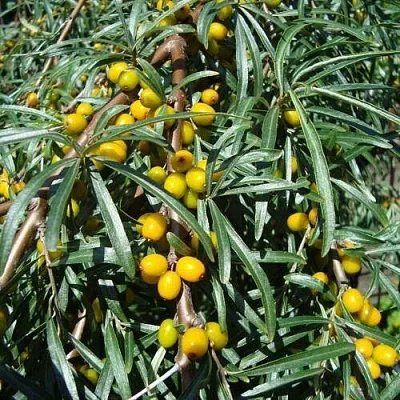 Облепиха ЖЕЛТОПЛОДНАЯ  Облепиха ЖЕЛТОПЛОДНАЯ в Челябинске