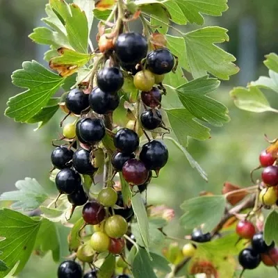 Смородина золотистая ПЛОТНОМЯСАЯ в Челябинске