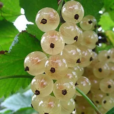 Смородина белая ЮТЕРБОРГСКАЯ  Смородина белая ЮТЕРБОРГСКАЯ в Челябинске