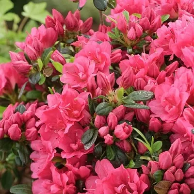 Азалия в Челябинске