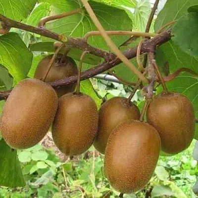 Актинидия ХЕЙВАРД деликатесная   Актинидия ХЕЙВАРД деликатесная  в Челябинске