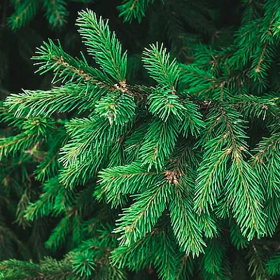 Ель  Ель в Челябинске