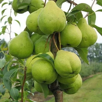 Груша ДЕКОР колонновидная  Груша ДЕКОР колонновидная в Челябинске