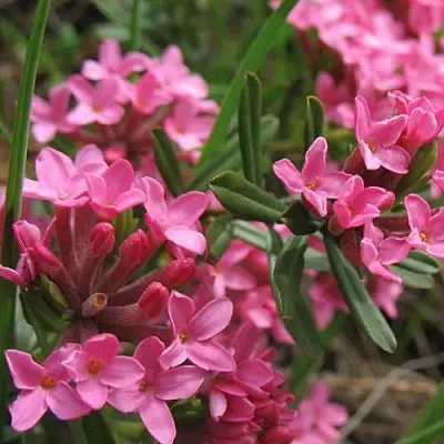 Волчеягодник в Челябинске