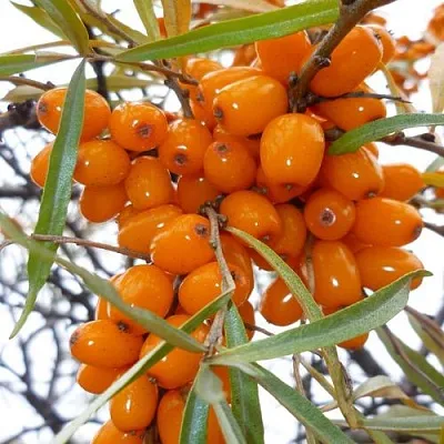 Облепиха КОСТЕР  Облепиха КОСТЕР в Челябинске