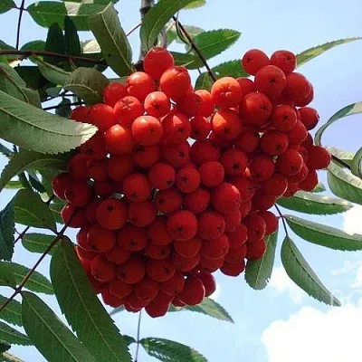 Рябина САХАРНАЯ ПЕТРОВА сладкоплодная  Рябина САХАРНАЯ ПЕТРОВА сладкоплодная в Челябинске