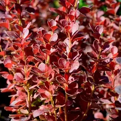 Барбарис ВУЛКАНО тунберга  Барбарис ВУЛКАНО тунберга в Челябинске