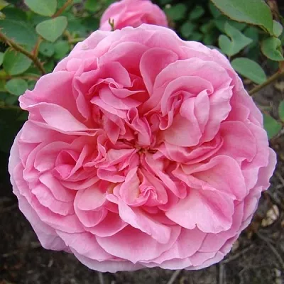 Саженцы роз ХАЙДИ ХОЛЛ английская  Саженцы роз ХАЙДИ ХОЛЛ английская в Челябинске