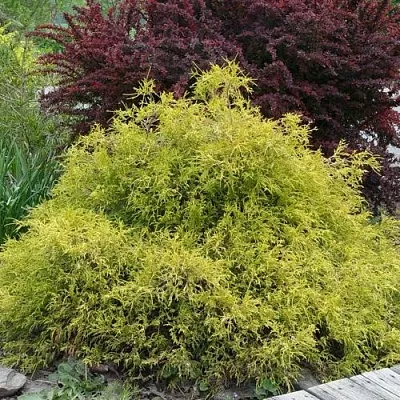 Кипарисовик ГОЛДЕН МОП горохоплодный  Кипарисовик ГОЛДЕН МОП горохоплодный в Челябинске