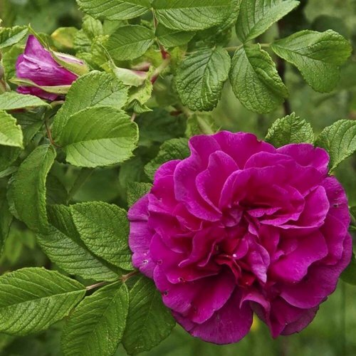 Шиповник ХАНСА в Челябинске