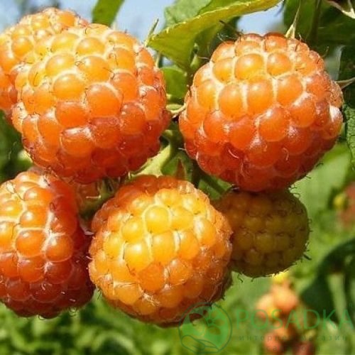 Малина КУМБЕРЛЕНД желтая в Челябинске