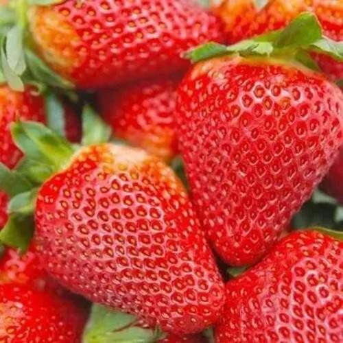 саженцы клубники Альбион