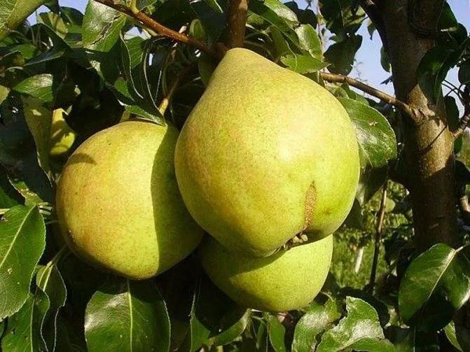 Груша «Просто Мария» — редчайший белорусский сорт               