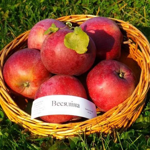 Яблоня ВЕСЯЛИНА в Челябинске