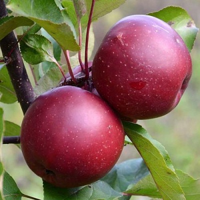 Яблоня красномясая в Челябинске