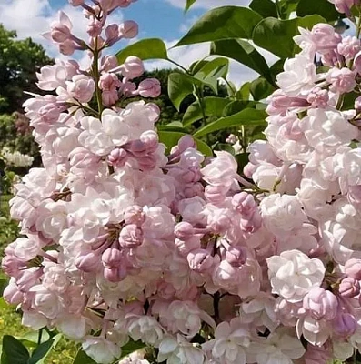 Сирень КРАСАВИЦА МОСКВЫ (привитая) в Челябинске