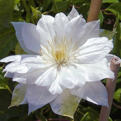 Клематис ДАЧЕСС ОФ ЭДИНБУРГ в Челябинске