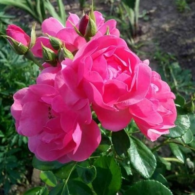 Роза АНГЕЛА флорибунда в Челябинске