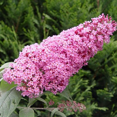 Буддлея давида ПИНК ДЕЛАЙТ в Челябинске