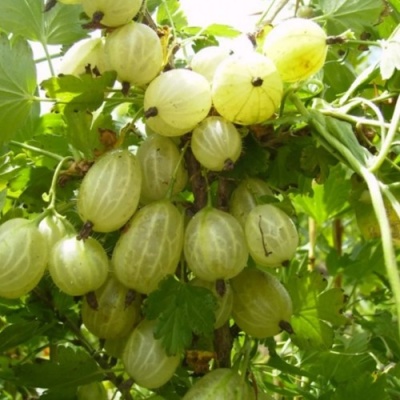 Крыжовник ИНВИКТА в Челябинске