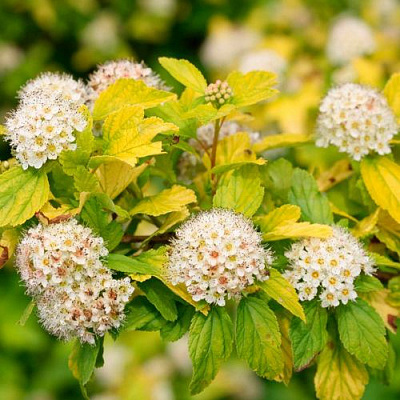 Желтый в Челябинске