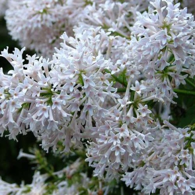 Сирень АГНЕС СМИТ в Челябинске