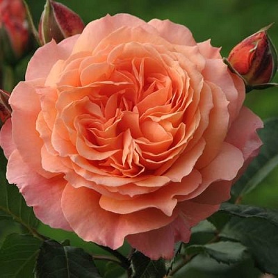 Роза шраб в Челябинске