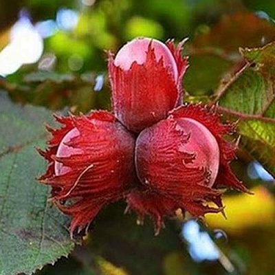 Фундук КРАСНЫЙ ЯНТАРЬ в Челябинске