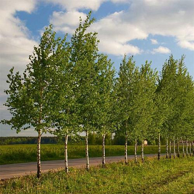 Береза обыкновенная в Челябинске