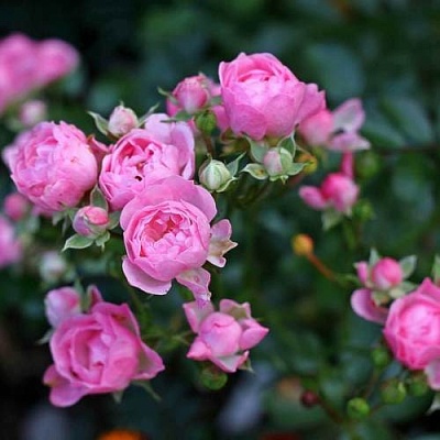 Роза полиантовая в Челябинске