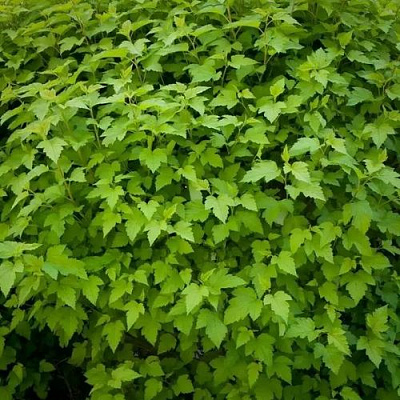 Зеленый в Челябинске