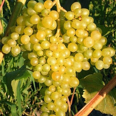 Желтый в Челябинске