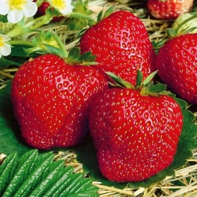 Клубника ВИМА ЗАНТА в Челябинске
