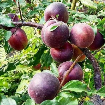 Абрикос ЧЕРНЫЙ БАРХАТ в Челябинске