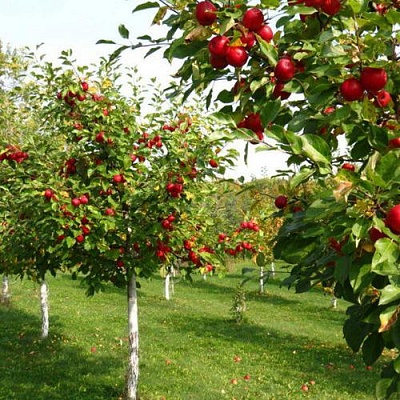 Плодовые деревья в Челябинске