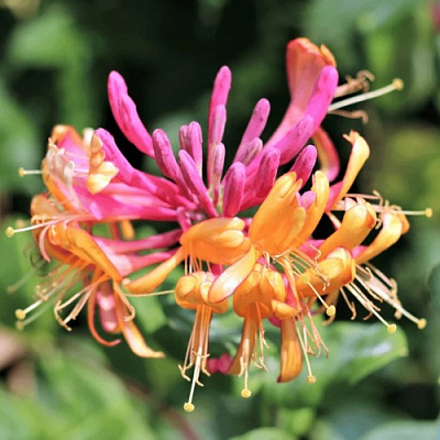 Жимолость ГЕКРОТА в Челябинске