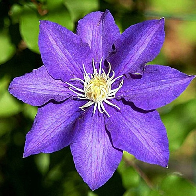 Клематис ЗЕ ПРЕЗИДЕНТ в Челябинске