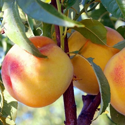 Персики в Челябинске