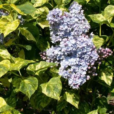 Сирень АУКУБАФОЛИЯ в Челябинске