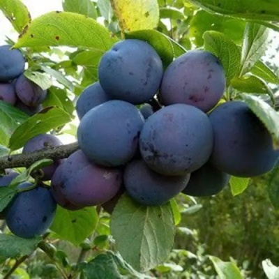 Слива КРОМАНЬ в Челябинске